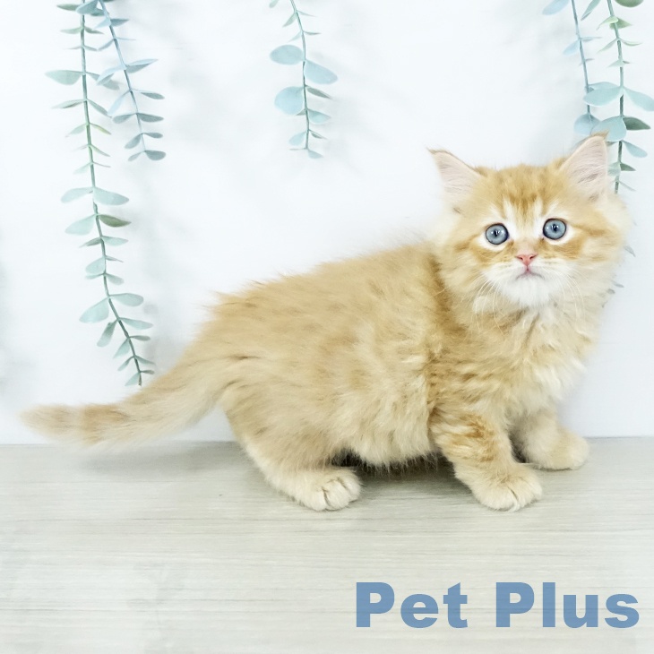 大阪府のミヌエット (ペットプラス りんくう泉南店/2025年11月13日生まれ/男の子/レッドタビー)の子猫の2枚目の画像