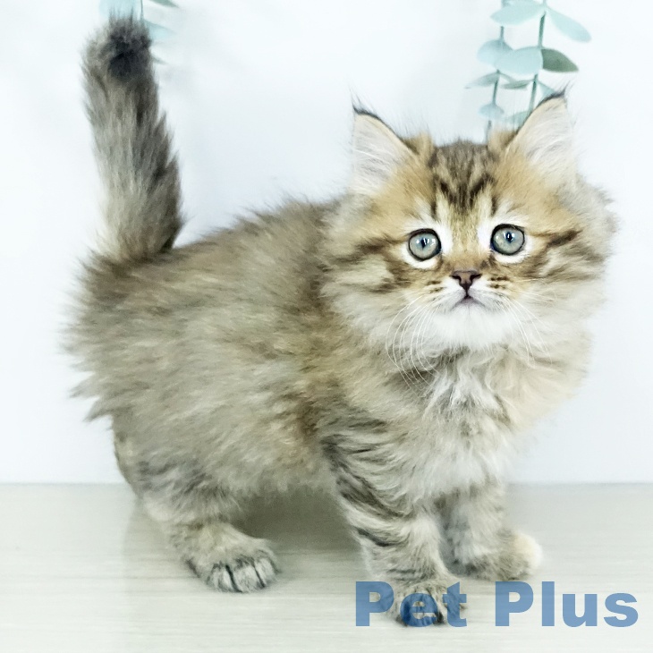 兵庫県のミヌエット (ペットプラス 神戸三宮店/2025年11月13日生まれ/女の子/ブラウンタビー)の子猫の1枚目の画像