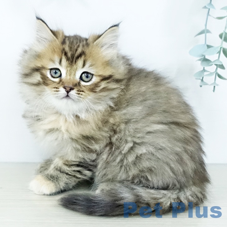 兵庫県のミヌエット (ペットプラス 神戸三宮店/2025年11月13日生まれ/女の子/ブラウンタビー)の子猫の2枚目の画像