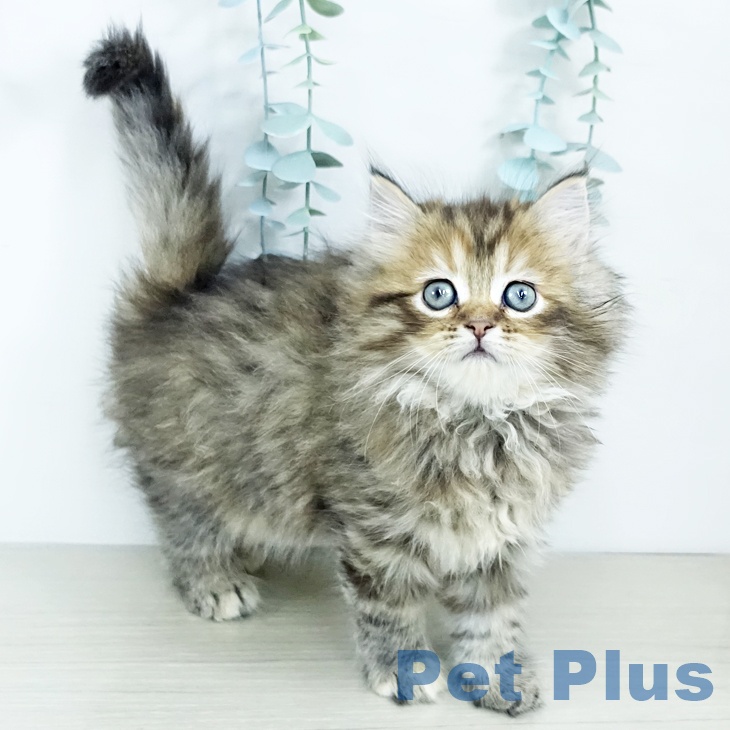 大阪府のミヌエット (ペットプラス 四條畷店/2025年11月13日生まれ/女の子/ブラウンタビー)の子猫の1枚目の画像