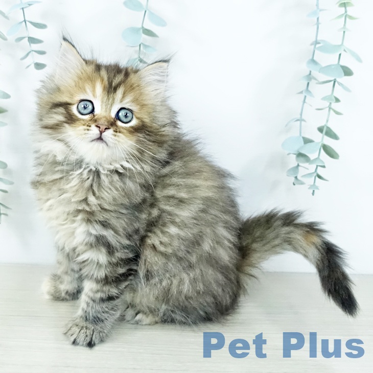 大阪府のミヌエット (ペットプラス 四條畷店/2025年11月13日生まれ/女の子/ブラウンタビー)の子猫の2枚目の画像