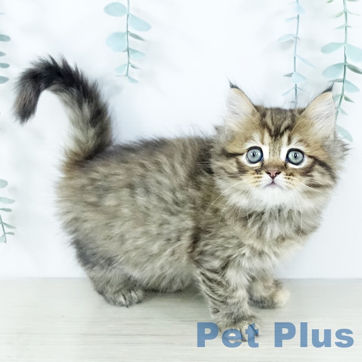 大阪府のミヌエット (ペットプラス イオン大日店/2025年11月13日生まれ/女の子/ブラウンタビー)の子猫の1枚目の画像