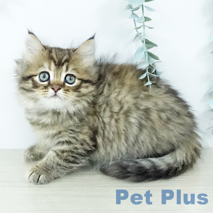 大阪府のミヌエット (ペットプラス イオン大日店/2025年11月13日生まれ/女の子/ブラウンタビー)の子猫の2枚目の画像