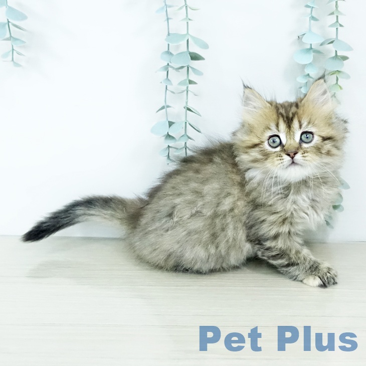 大阪府のミヌエット (ペットプラス ららぽーと和泉店/2025年11月13日生まれ/女の子/ブラウンパッチドタビー)の子猫の1枚目の画像