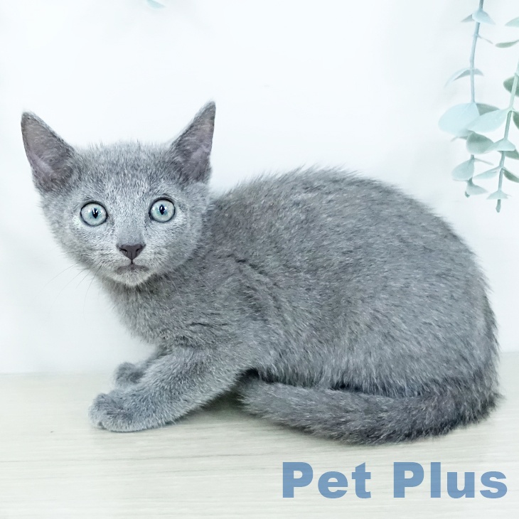 埼玉県のロシアンブルー (ペットプラス ららぽーと富士見店/2025年11月8日生まれ/男の子/ブルー)の子猫の1枚目の画像