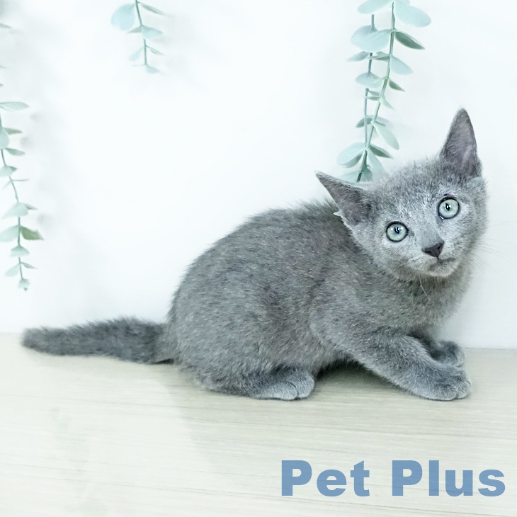埼玉県のロシアンブルー (ペットプラス ららぽーと富士見店/2025年11月8日生まれ/男の子/ブルー)の子猫の2枚目の画像