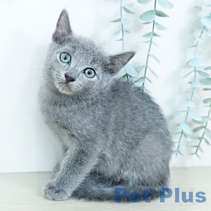 神奈川県のロシアンブルー (ペットプラス 相模原並木店/2025年11月8日生まれ/男の子/ブルー)の子猫の1枚目の画像