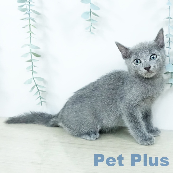 神奈川県のロシアンブルー (ペットプラス 相模原並木店/2025年11月8日生まれ/男の子/ブルー)の子猫の2枚目の画像