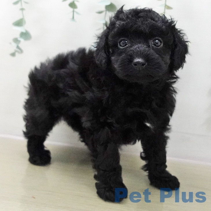 長野県のトイプードル(トイ) (ペットプラス 長野店/2025年11月14日生まれ/女の子/ブラック)の子犬の2枚目の画像
