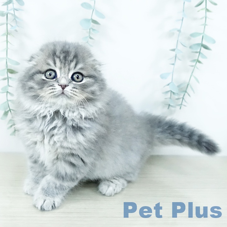 熊本県のスコティッシュフォールド (ペットプラス 熊本店/2025年11月9日生まれ/男の子/ブルータビー)の子猫の1枚目の画像