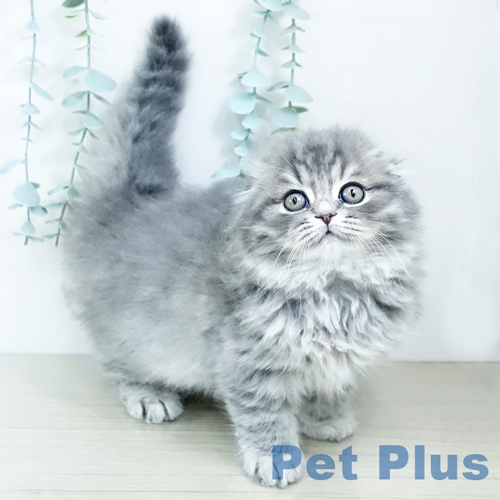 熊本県のスコティッシュフォールド (ペットプラス 熊本店/2025年11月9日生まれ/男の子/ブルータビー)の子猫の2枚目の画像