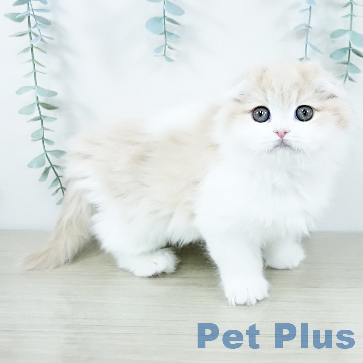 埼玉県のスコティッシュフォールド (ペットプラス コクーンシティ店/2025年11月8日生まれ/女の子/クリームタビーホワイト)の子猫の1枚目の画像
