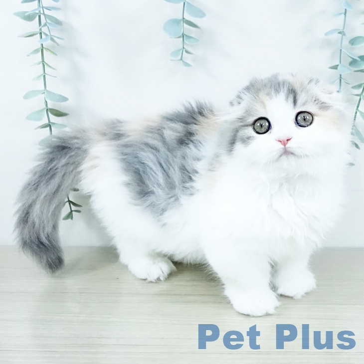 大阪府のスコティッシュフォールド (ペットプラス イオン大日店/2025年11月8日生まれ/女の子/ダイリュートキャリコ)の子猫の1枚目の画像