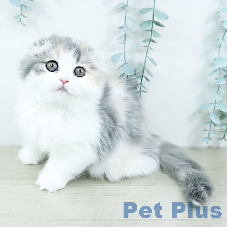 大阪府のスコティッシュフォールド (ペットプラス イオン大日店/2025年11月8日生まれ/女の子/ダイリュートキャリコ)の子猫の2枚目の画像
