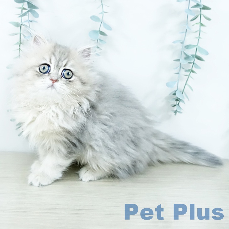 福岡県のペルシャ (ペットプラス ららぽーと福岡店/2025年10月26日生まれ/男の子/ブルーチンチラゴールデン)の子猫の2枚目の画像