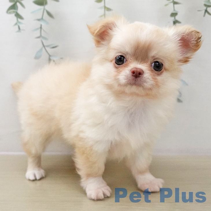 埼玉県のチワワ(ロング) (ペットプラス ららぽーと富士見店/2025年11月13日生まれ/男の子/チョコレートフォーンホワイト)の子犬の1枚目の画像