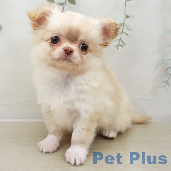 埼玉県のチワワ(ロング) (ペットプラス ららぽーと富士見店/2025年11月13日生まれ/男の子/チョコレートフォーンホワイト)の子犬の2枚目の画像