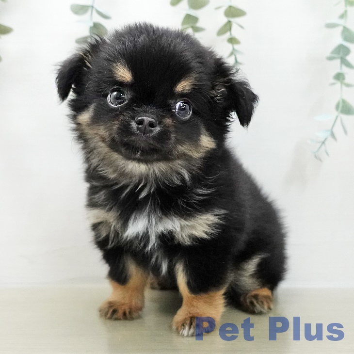 東京都のチワワ(ロング) (ペットプラス MARK IS 葛飾かなまち店/2025年11月15日生まれ/男の子/ブラックタンホワイト)の子犬の1枚目の画像