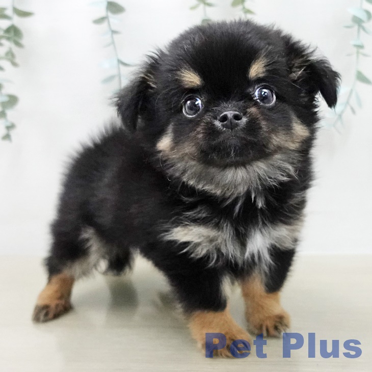 東京都のチワワ(ロング) (ペットプラス MARK IS 葛飾かなまち店/2025年11月15日生まれ/男の子/ブラックタンホワイト)の子犬の2枚目の画像