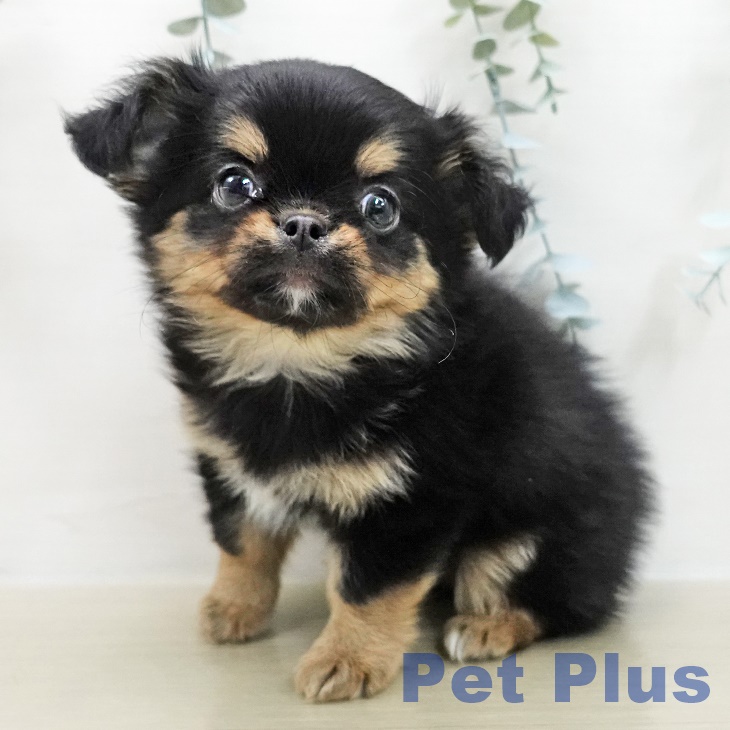 神奈川県のチワワ(ロング) (ペットプラス 相模原並木店/2025年11月15日生まれ/男の子/ブラックタンホワイト)の子犬の1枚目の画像