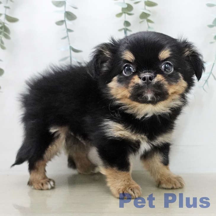 神奈川県のチワワ(ロング) (ペットプラス 相模原並木店/2025年11月15日生まれ/男の子/ブラックタンホワイト)の子犬の2枚目の画像