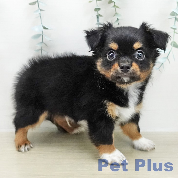 長野県のチワワ(ロング) (ペットプラス 上田店/2025年11月15日生まれ/男の子/ブラックタンホワイト)の子犬の1枚目の画像