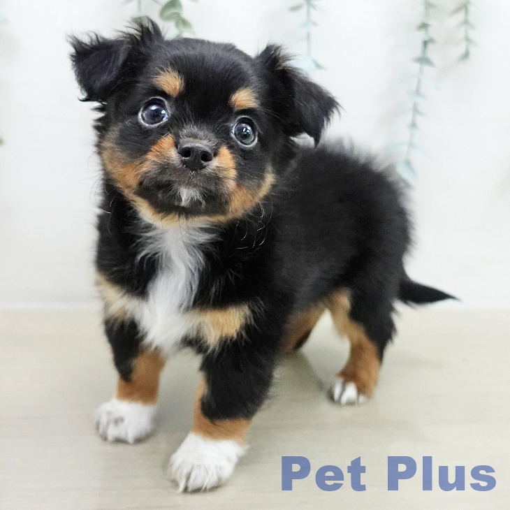 長野県のチワワ(ロング) (ペットプラス 上田店/2025年11月15日生まれ/男の子/ブラックタンホワイト)の子犬の2枚目の画像