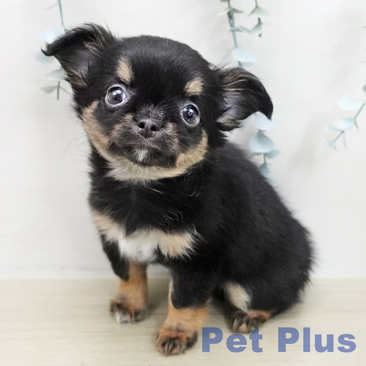 埼玉県のチワワ(ロング) (ペッツワン 吉川美南店/2025年11月15日生まれ/女の子/ブラックタンホワイト)の子犬の1枚目の画像