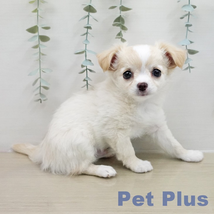 山形県のチワワ(ロング) (ペットプラス 天童店/2025年11月13日生まれ/男の子/ホワイトクリーム)の子犬