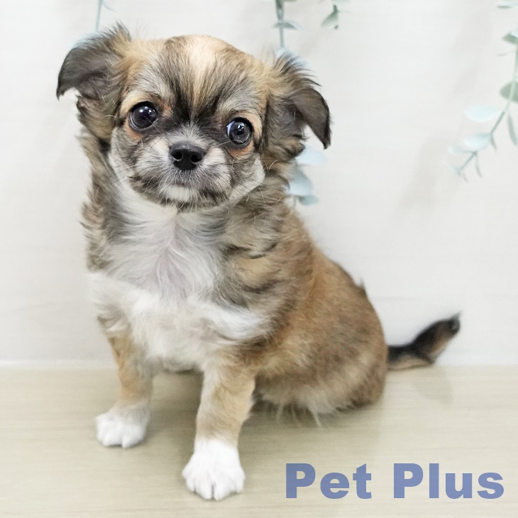 長野県のチワワ(ロング) (ペットプラス 上田店/2025年11月13日生まれ/男の子/レッドホワイトタン)の子犬の1枚目の画像