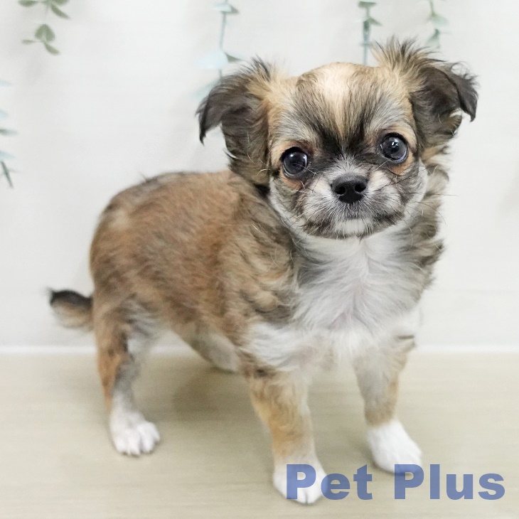 長野県のチワワ(ロング) (ペットプラス 上田店/2025年11月13日生まれ/男の子/レッドホワイトタン)の子犬の2枚目の画像