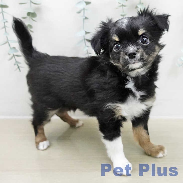 埼玉県のチワワ(ロング) (ペットプラス ピオニウォーク東松山店/2025年11月13日生まれ/女の子/ブラックホワイトタン)の子犬の1枚目の画像