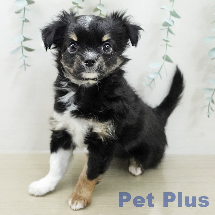 埼玉県のチワワ(ロング) (ペットプラス ピオニウォーク東松山店/2025年11月13日生まれ/女の子/ブラックホワイトタン)の子犬の2枚目の画像