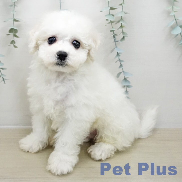 東京都のビションフリーゼ (ペットプラス 東久留米店/2025年11月10日生まれ/男の子/ホワイト)の子犬の1枚目の画像