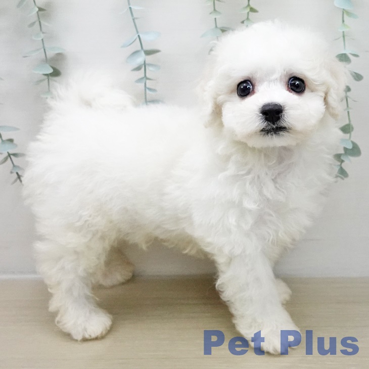 東京都のビションフリーゼ (ペットプラス 東久留米店/2025年11月10日生まれ/男の子/ホワイト)の子犬の2枚目の画像