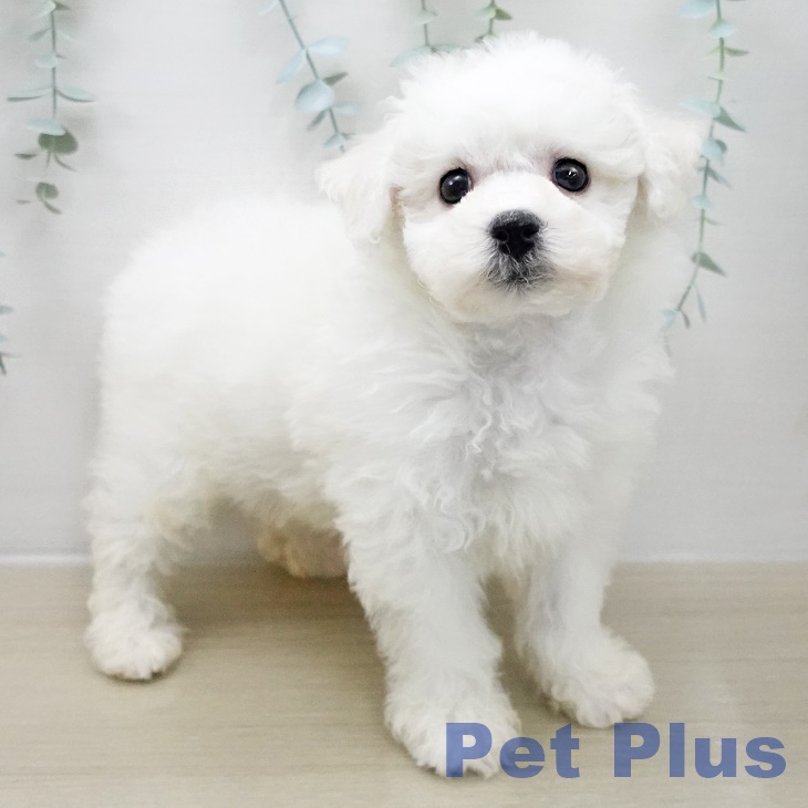 埼玉県のビションフリーゼ (ペットプラス 羽生店/2025年11月10日生まれ/男の子/ホワイト)の子犬の1枚目の画像
