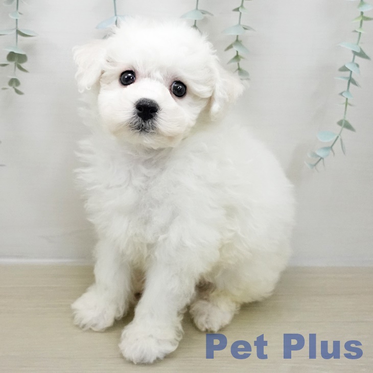 埼玉県のビションフリーゼ (ペットプラス 羽生店/2025年11月10日生まれ/男の子/ホワイト)の子犬の2枚目の画像