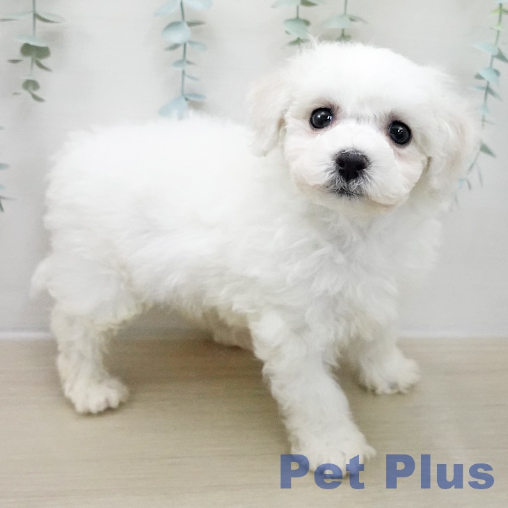 東京都のビションフリーゼ (ペットプラス 立川高島屋S.C.店/2025年11月10日生まれ/男の子/ホワイト)の子犬の1枚目の画像