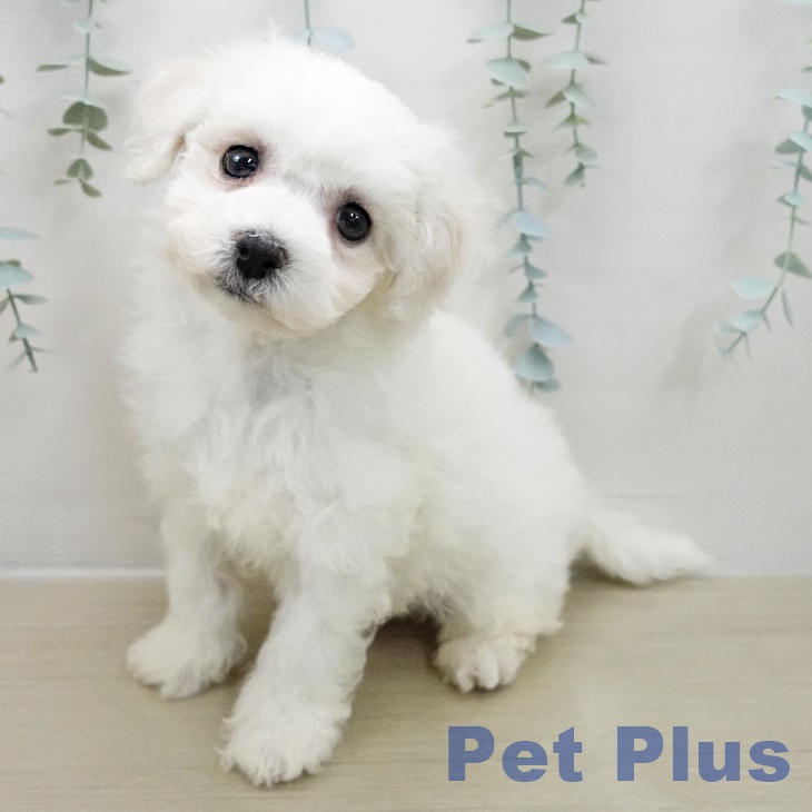 東京都のビションフリーゼ (ペットプラス 立川高島屋S.C.店/2025年11月10日生まれ/男の子/ホワイト)の子犬の2枚目の画像