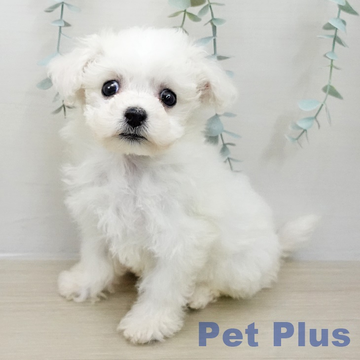 東京都のビションフリーゼ (ペッツワン 南砂町SUNAMO店/2025年11月10日生まれ/女の子/ホワイト)の子犬の1枚目の画像
