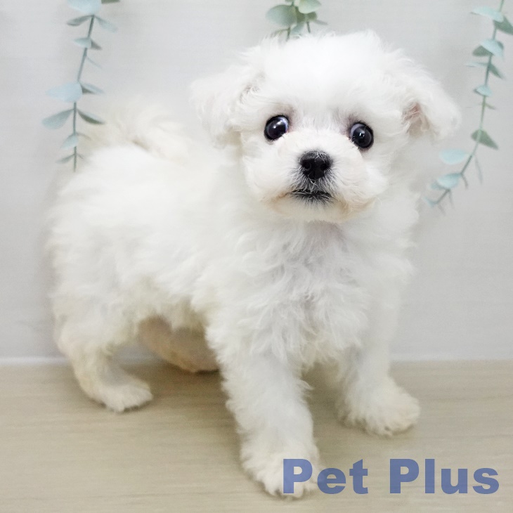 東京都のビションフリーゼ (ペッツワン 南砂町SUNAMO店/2025年11月10日生まれ/女の子/ホワイト)の子犬の2枚目の画像