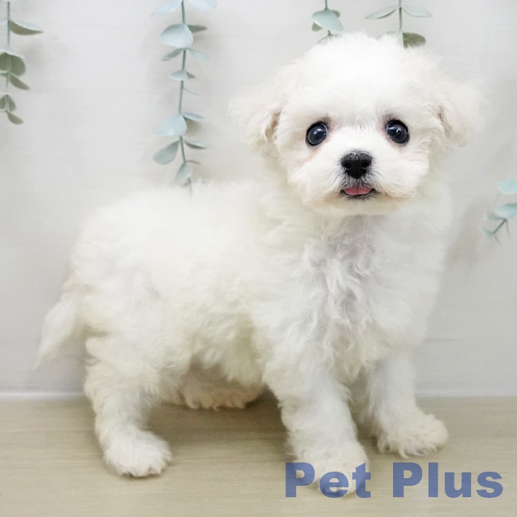 群馬県のビションフリーゼ (ペットプラス イオンモール太田店/2025年11月10日生まれ/女の子/ホワイト)の子犬の1枚目の画像