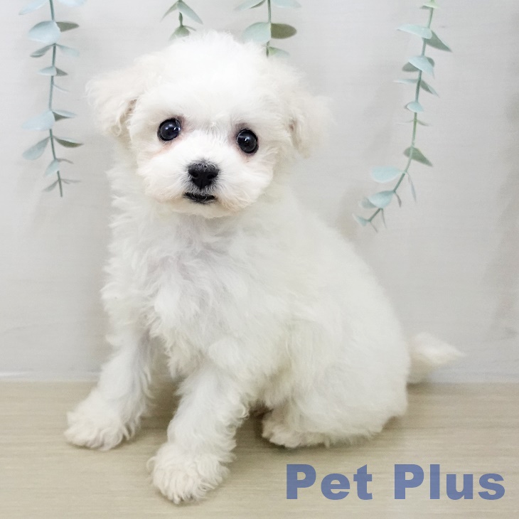 群馬県のビションフリーゼ (ペットプラス イオンモール太田店/2025年11月10日生まれ/女の子/ホワイト)の子犬の2枚目の画像