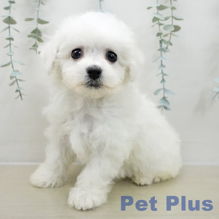 東京都のビションフリーゼ (ペットプラス アクアシティお台場店/2025年11月10日生まれ/女の子/ホワイト)の子犬の1枚目の画像