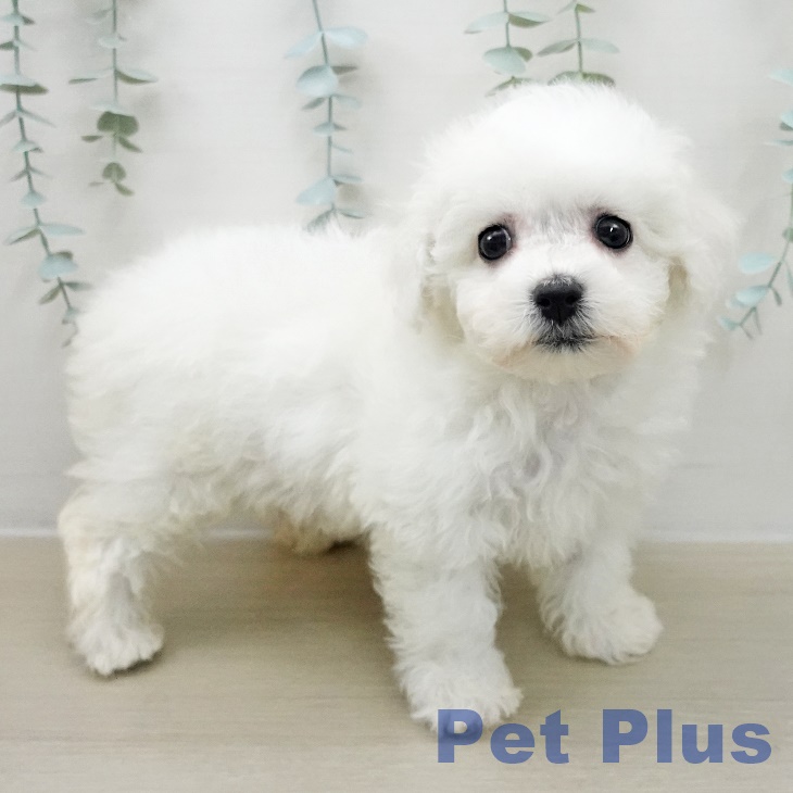東京都のビションフリーゼ (ペットプラス アクアシティお台場店/2025年11月10日生まれ/女の子/ホワイト)の子犬の2枚目の画像