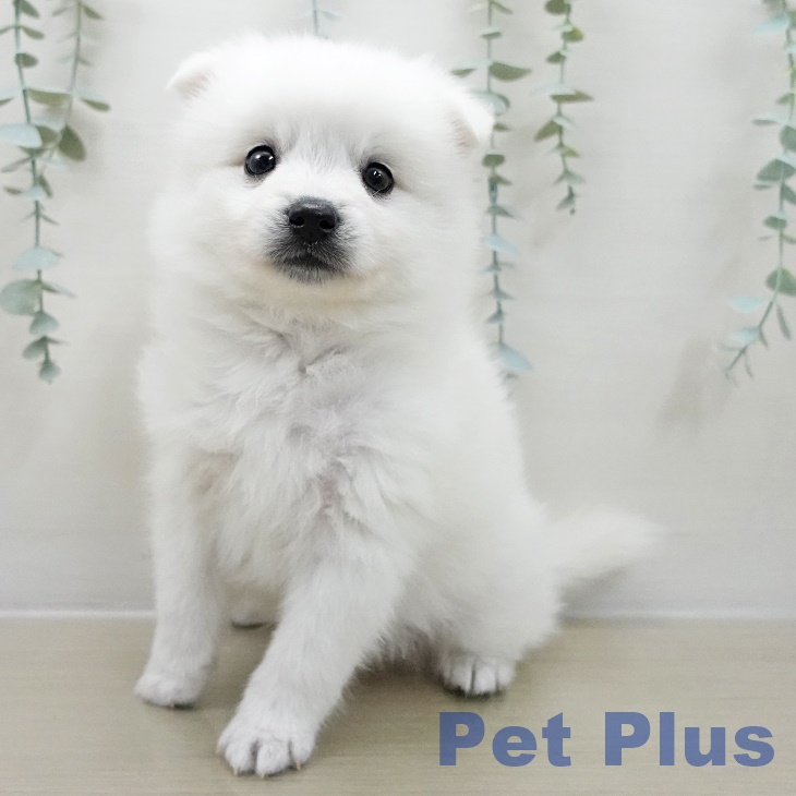千葉県の日本スピッツ (ペッツワン 千葉ニュータウン店/2025年11月12日生まれ/男の子/ホワイト)の子犬の1枚目の画像