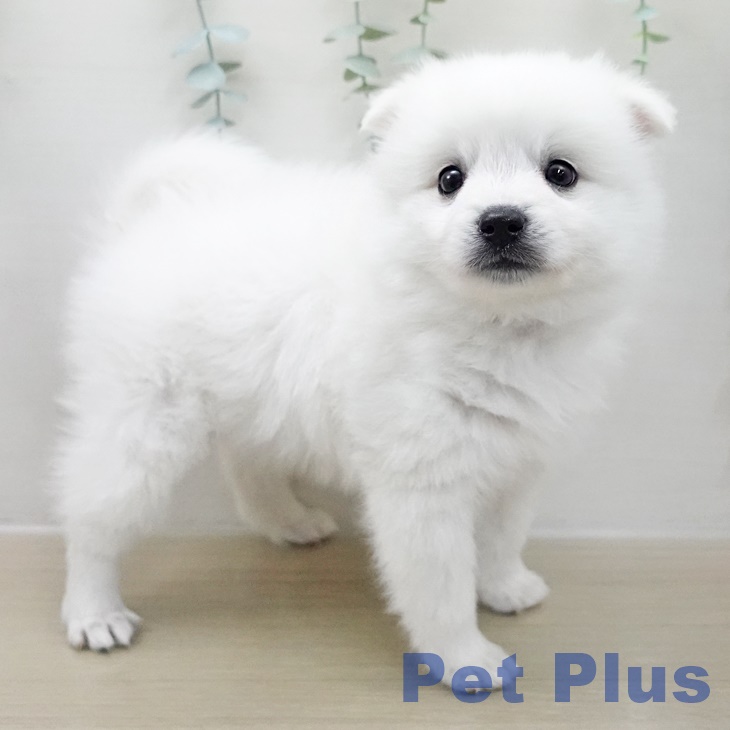 千葉県の日本スピッツ (ペッツワン 千葉ニュータウン店/2025年11月12日生まれ/男の子/ホワイト)の子犬の2枚目の画像