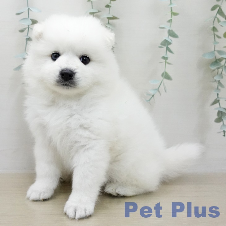 茨城県の日本スピッツ (ペットプラス つくば店/2025年11月12日生まれ/男の子/ホワイト)の子犬の1枚目の画像