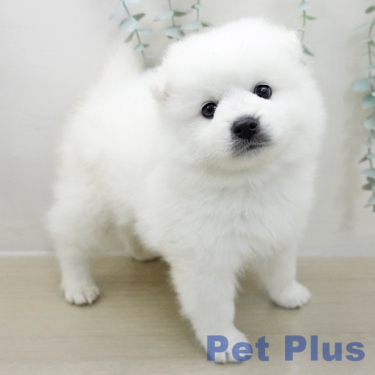 茨城県の日本スピッツ (ペットプラス つくば店/2025年11月12日生まれ/男の子/ホワイト)の子犬の2枚目の画像