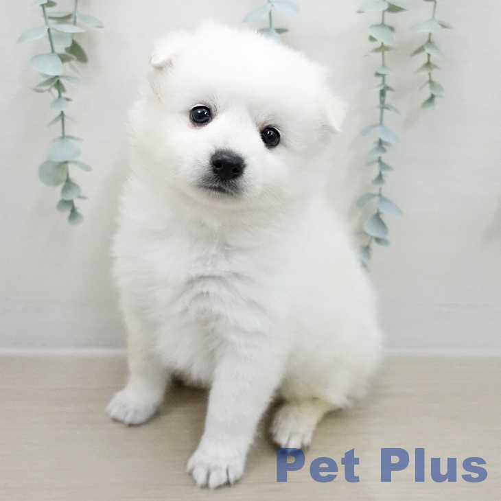 埼玉県の日本スピッツ (ペットプラス 羽生店/2025年11月12日生まれ/女の子/ホワイト)の子犬の1枚目の画像